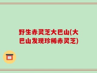 野生赤灵芝大巴山(大巴山发现珍稀赤灵芝)