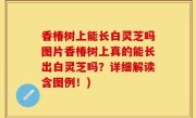香椿树上能长白灵芝吗图片香椿树上真的能长出白灵芝吗？详细解读含图例！)