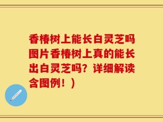 香椿树上能长白灵芝吗图片香椿树上真的能长出白灵芝吗？详细解读含图例！)