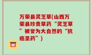 万荣县灵芝草(山西万荣县珍贵草药“灵芝草”被誉为大自然的“抗癌圣药”)