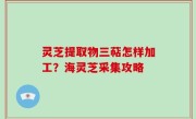 灵芝提取物三萜怎样加工？海灵芝采集攻略