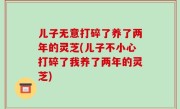 儿子无意打碎了养了两年的灵芝(儿子不小心打碎了我养了两年的灵芝)
