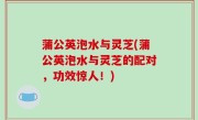 蒲公英泡水与灵芝(蒲公英泡水与灵芝的配对，功效惊人！)