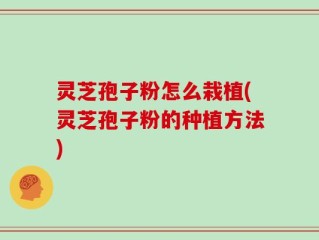 灵芝孢子粉怎么栽植(灵芝孢子粉的种植方法)