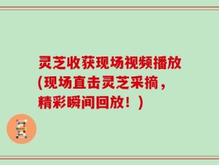 灵芝收获现场视频播放(现场直击灵芝采摘，精彩瞬间回放！)