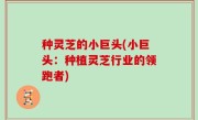 种灵芝的小巨头(小巨头：种植灵芝行业的领跑者)
