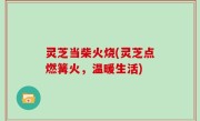 灵芝当柴火烧(灵芝点燃篝火，温暖生活)