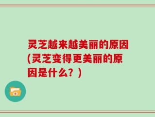 灵芝越来越美丽的原因(灵芝变得更美丽的原因是什么？)