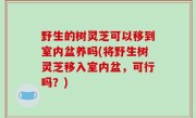 野生的树灵芝可以移到室内盆养吗(将野生树灵芝移入室内盆，可行吗？)