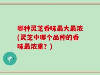 哪种灵芝香味最大最浓(灵芝中哪个品种的香味最浓重？)