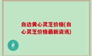 白边黄心灵芝价格(白心灵芝价格最新资讯)