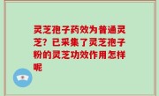 灵芝孢子药效为普通灵芝？已采集了灵芝孢子粉的灵芝功效作用怎样呢