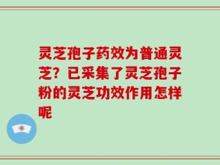 灵芝孢子药效为普通灵芝？已采集了灵芝孢子粉的灵芝功效作用怎样呢