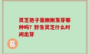 灵芝孢子是刚刚发芽那种吗？野生灵芝什么时间出芽