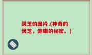 灵芝的图片.(神奇的灵芝，健康的秘密。)