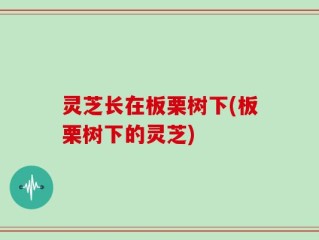 灵芝长在板栗树下(板栗树下的灵芝)