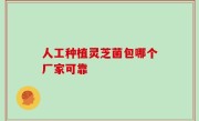 人工种植灵芝菌包哪个厂家可靠