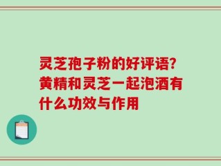 灵芝孢子粉的好评语？黄精和灵芝一起泡酒有什么功效与作用