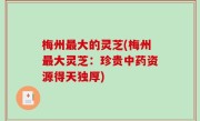 梅州最大的灵芝(梅州最大灵芝：珍贵中药资源得天独厚)
