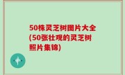 50株灵芝树图片大全(50张壮观的灵芝树照片集锦)