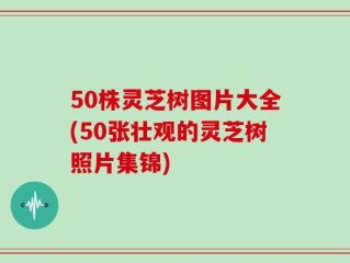 50株灵芝树图片大全(50张壮观的灵芝树照片集锦)