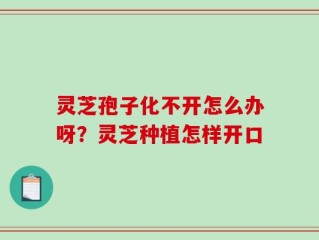 灵芝孢子化不开怎么办呀？灵芝种植怎样开口