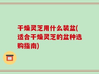 干燥灵芝用什么装盆(适合干燥灵芝的盆种选购指南)