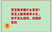 灵芝粗多糖什么意思？灵芝上面有很多小孔，也不怎么结实，说是野生的