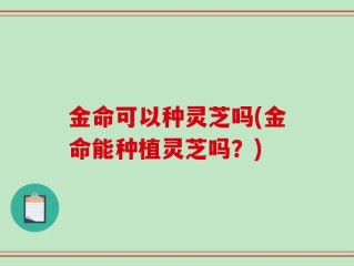 金命可以种灵芝吗(金命能种植灵芝吗？)