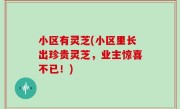 小区有灵芝(小区里长出珍贵灵芝，业主惊喜不已！)