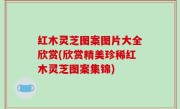 红木灵芝图案图片大全欣赏(欣赏精美珍稀红木灵芝图案集锦)