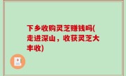 下乡收购灵芝赚钱吗(走进深山，收获灵芝大丰收)