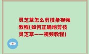 灵芝草怎么剪枝条视频教程(如何正确地剪枝灵芝草——视频教程)