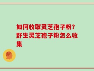 如何收取灵芝孢子粉？野生灵芝孢子粉怎么收集