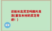 还能长出灵芝吗图片高清(重生木材的灵芝奇迹！)