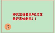 种灵芝怕老鼠吗(灵芝是否害怕老鼠？)
