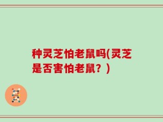 种灵芝怕老鼠吗(灵芝是否害怕老鼠？)