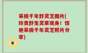 采摘千年野灵芝图片(珍贵野生灵草现身！惊艳采摘千年灵芝照片分享)