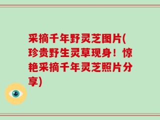 采摘千年野灵芝图片(珍贵野生灵草现身！惊艳采摘千年灵芝照片分享)
