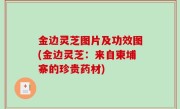 金边灵芝图片及功效图(金边灵芝：来自柬埔寨的珍贵药材)