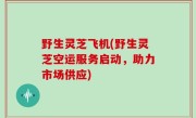 野生灵芝飞机(野生灵芝空运服务启动，助力市场供应)