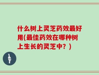 什么树上灵芝药效最好用(最佳药效在哪种树上生长的灵芝中？)
