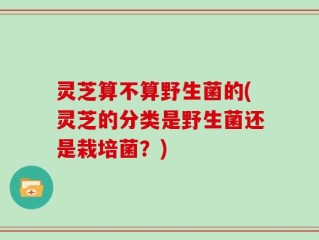 灵芝算不算野生菌的(灵芝的分类是野生菌还是栽培菌？)