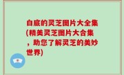 白底的灵芝图片大全集(精美灵芝图片大合集，助您了解灵芝的美妙世界)
