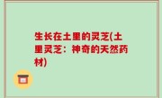 生长在土里的灵芝(土里灵芝：神奇的天然药材)