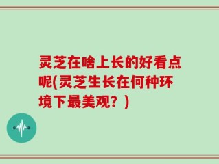 灵芝在啥上长的好看点呢(灵芝生长在何种环境下最美观？)