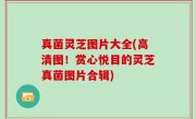 真菌灵芝图片大全(高清图！赏心悦目的灵芝真菌图片合辑)