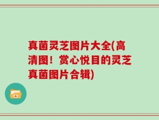 真菌灵芝图片大全(高清图！赏心悦目的灵芝真菌图片合辑)