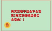 黄灵芝晒干后会不会变黑(黄灵芝曝晒后是否会变色？)