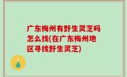 广东梅州有野生灵芝吗怎么找(在广东梅州地区寻找野生灵芝)